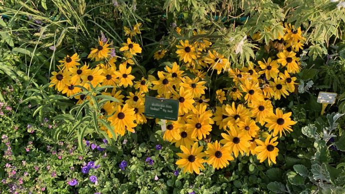 Rudbeckia hirta SmileyZTM ‘Big Luck’.