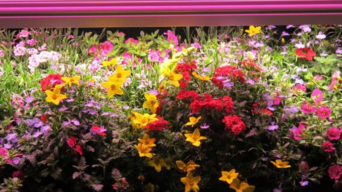 © Valérie Vidril Les solutions d'éclairage Leds étaient bien représentées. Ici, le stand de Valoya (Finlande). 