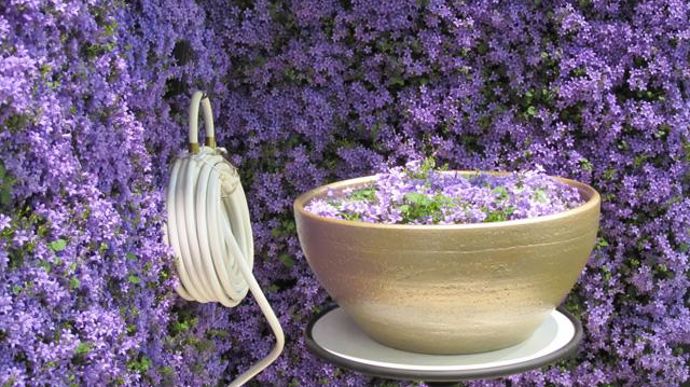 © Valérie Vidril Les campanules Ambella sont produites par des producteurs belges et néerlandais qui se sont associés sous la marque Addenda pour développer ensemble une stratégie marketing. 