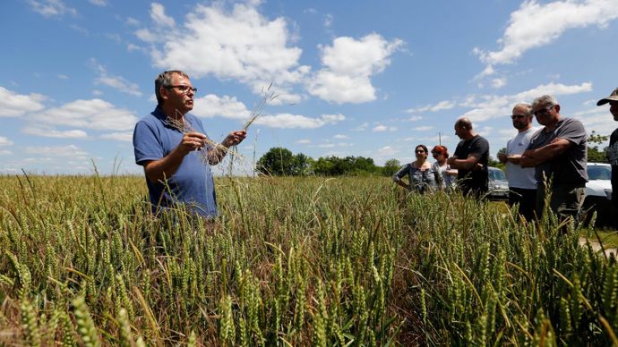 La gestion des graminées est une réelle problématique en ACS. Ici, une parcelle de blé infestée de vulpins et de bromes. Absence totale de travail du sol et implantation de couverts sont les deux leviers les plus importants pour lutter contre ces adventices. © GUTNER