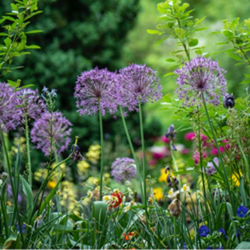 illustration de la newsletter