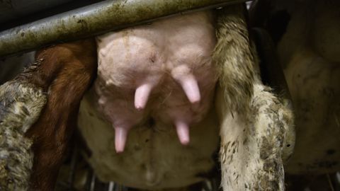 Mieux gérer la santé de la mamelle Mieux gérer la santé de la mamelle