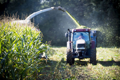 Campagne fourragère 2026 : comment assurer la qualité et le volume de ses stocks de maïs ?