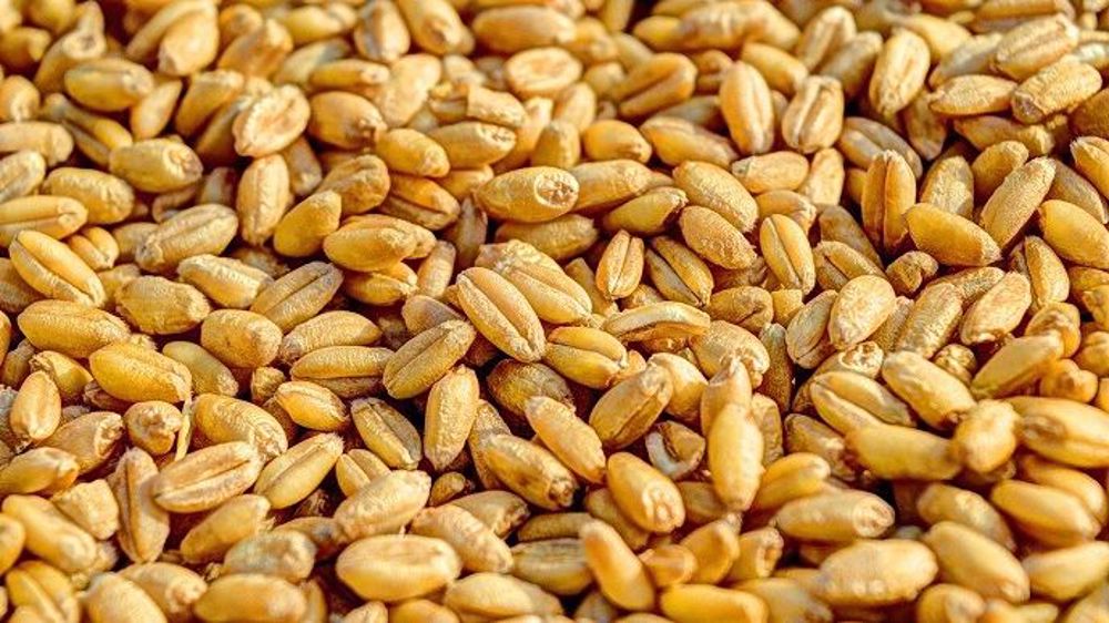 La production russe de blé a été revue à la baisse.