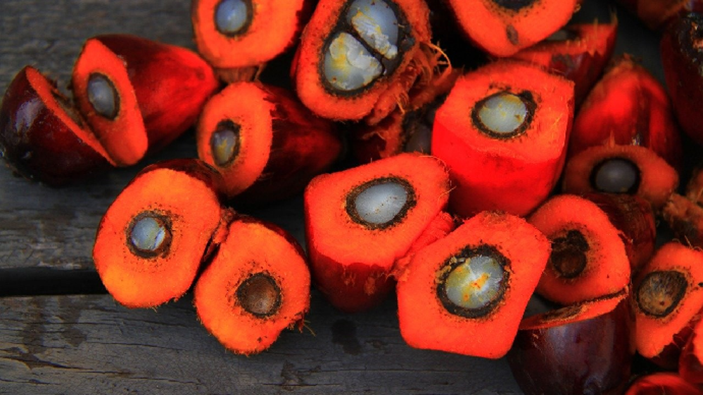 Avec 1,21 Mt produites, la production malaisienne d'huile de palme serait tombée en janvier à son plus bas niveau depuis mars 2016.