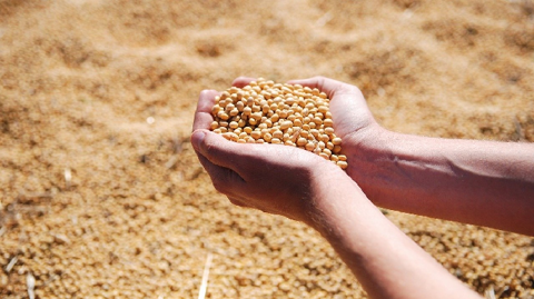 L'Argentine, le plus grand exportateur mondial de tourteaux de soja, en a exporté 28,83 Mt durant la campane 2018/19.