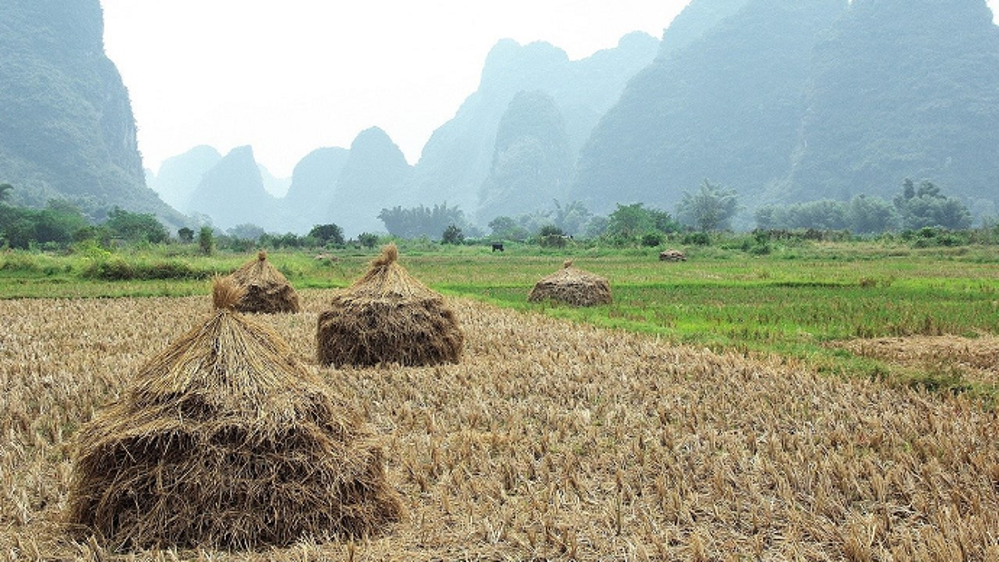 La Chine produit près de 20 % de la production totale de céréales dans le monde.