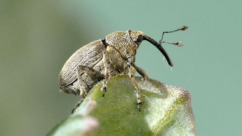 Attention à ne pas confondre charançon de la tige du colza et charançon de la tige du chou.