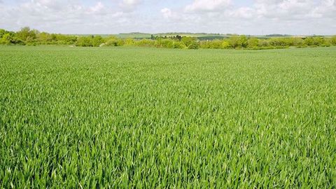 Pour des implantations de printemps, les conditions au moment des semis sont cruciales pour assurer un enracinement satisfaisant.