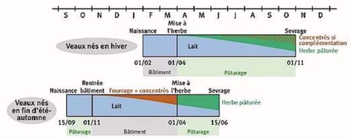 Conduites alimentaires des veaux selon la période de naissance.
