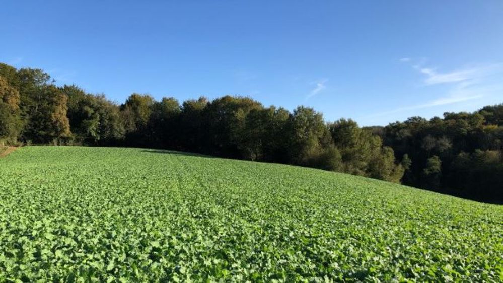 La présence de LumiGEN dans l’enrobage de la semence de colza favorise la germination et donne lieu à un développement racinaire et foliaire plus rapide et plus important. La plante est plus vigoureuse au démarrage, ce qui se traduit par un accroissement de la biomasse aérienne, et une plus grande rapidité d’installation.