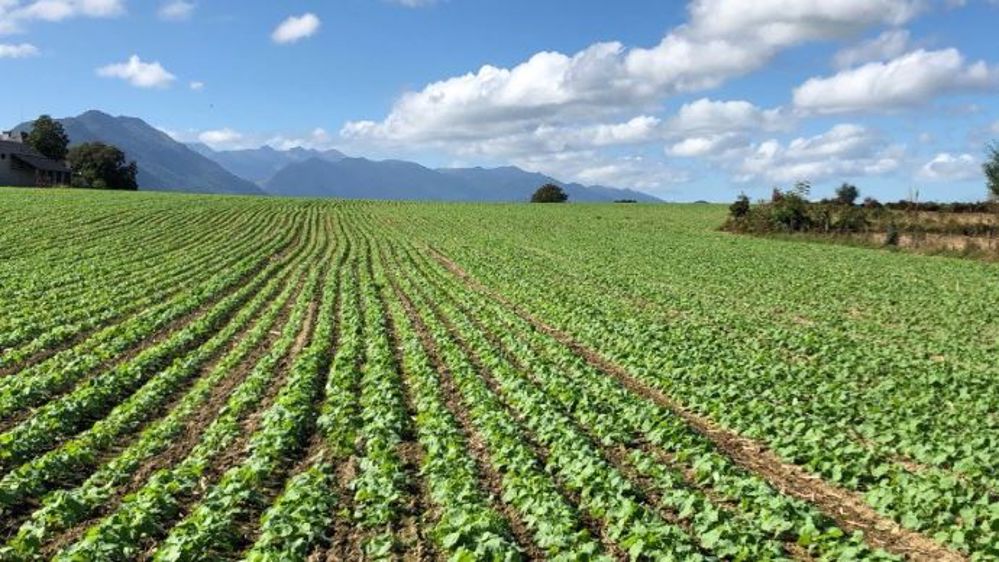 Les cours du colza devraient bénéficier de l’évolution des fondamentaux de l’huile de palme : baisse de la production mondiale et hausse de la consommation.