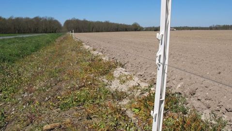 La clôture électrique est le levier le plus utilisé dans la lutte contre les dégâts de sangliers.