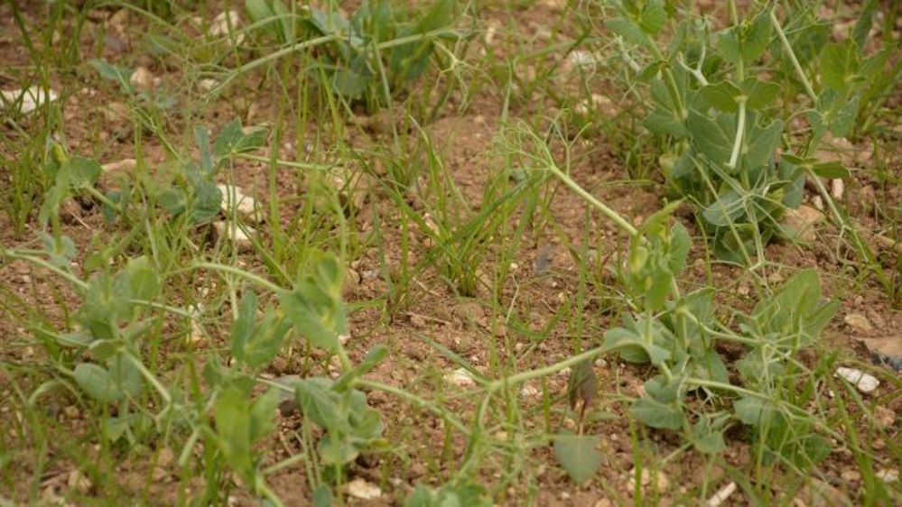 Quelle stratégie adopter pour le désherbage des pois et des féveroles de printemps ?