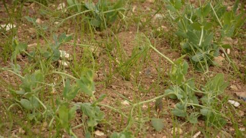 Quelle stratégie adopter pour le désherbage des pois et des féveroles de printemps ?
