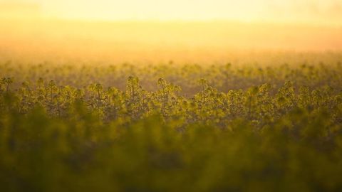 Les hautes températures profitent aux cultures d'hiver mais laissent planer un risque à moyen terme.