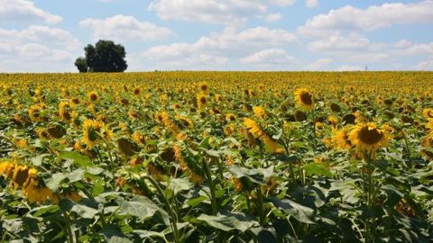 Le guide de culture tournesol 2020 est disponible en ligne sur le site de Terres Inovia.