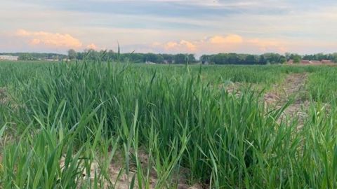 La sécheresse menaçait les cultures en place, les pluies permettront de reconstituer en partie la réserve hydrique du sol.