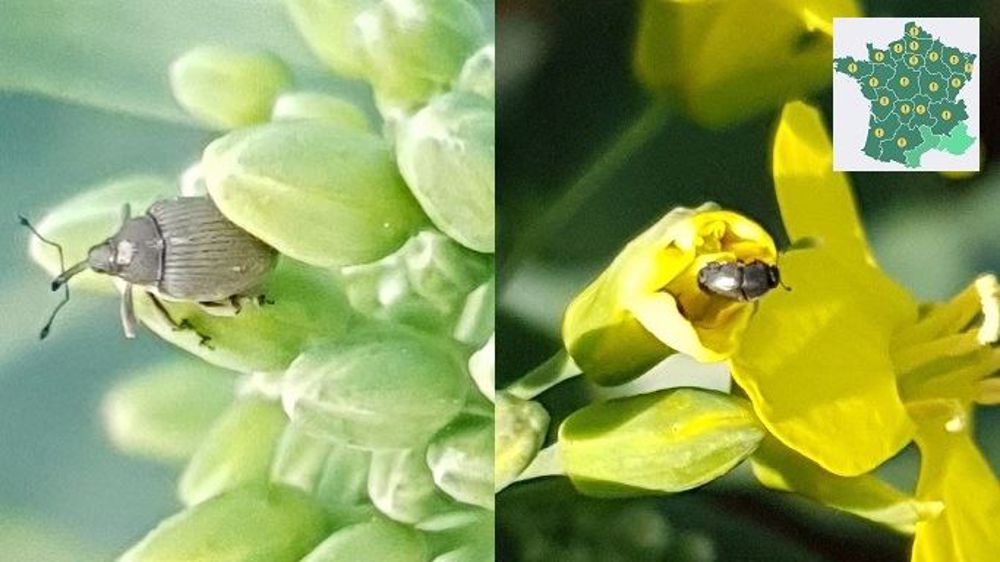 Attention cette semaine, selon les régions, aux charançons de la tige et méligèthes sur colza.