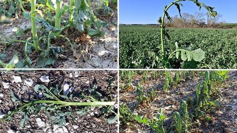 Quelques exemples de dégâts observés : en haut à gauche feuilles desséchées et à droite tige déformée; en bas à gauche tige vitreuse et à droite colza détruit.