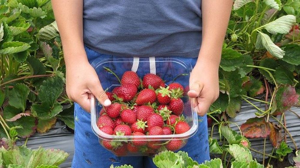 La récolte des fraises : l'un des secteurs nécessitant de la main d'oeuvre rapidement.