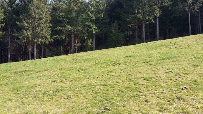 Herbe en Limagne au 15 mars 2020