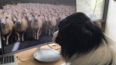Les chiens aussi se mettent au télétravail. Les chiens aussi se mettent au télétravail.
