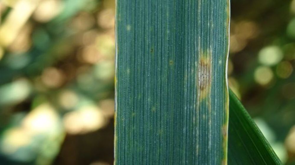 Au cours de cette campagne, Arvalis-Institut du végétal a prévu de mener des tests pour évaluer l’intérêt de l’utilisation d’adjuvants dans la lutte contre la septoriose.