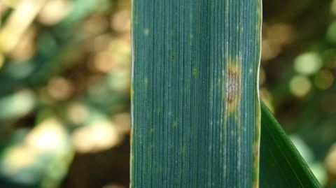 De Sangosse lance son adjuvant thixotrope Le 846/Oliofix pour la campagne 2019/2020.