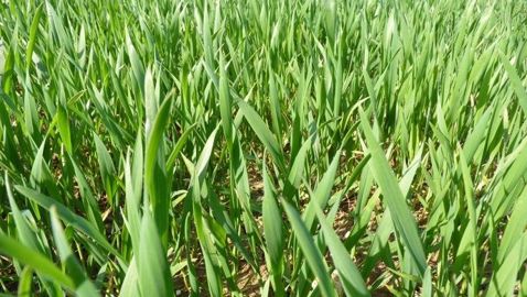 La sole de blé tendre serait en recul de 7,5 % cette année. 