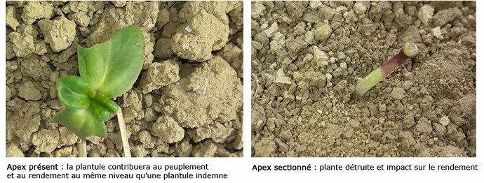 Comparaison entre un apex sain et un apex sectionné