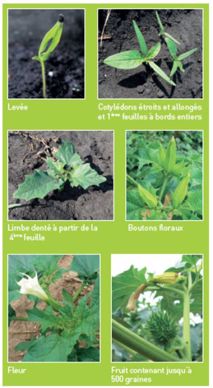 Caractéristiques du datura au cours de son cycle de développement