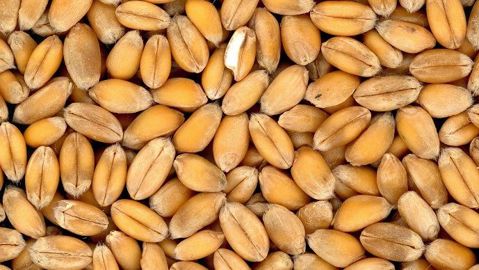 Le rapport de l'USDA intègre une nette baisse de la production européenne de blé, mais une nette hausse de la production russe.