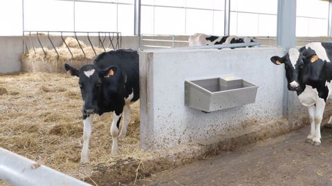 Les abreuvoirs easy stall de La Buvette sont en inox alimentaire pour garantir la qualité de l'eau.