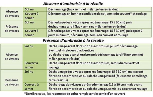 Différentes stratégies de lutte selon la présence d'ambroisie et/ou de vivaces